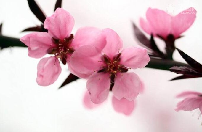 尋找真命桃花風水