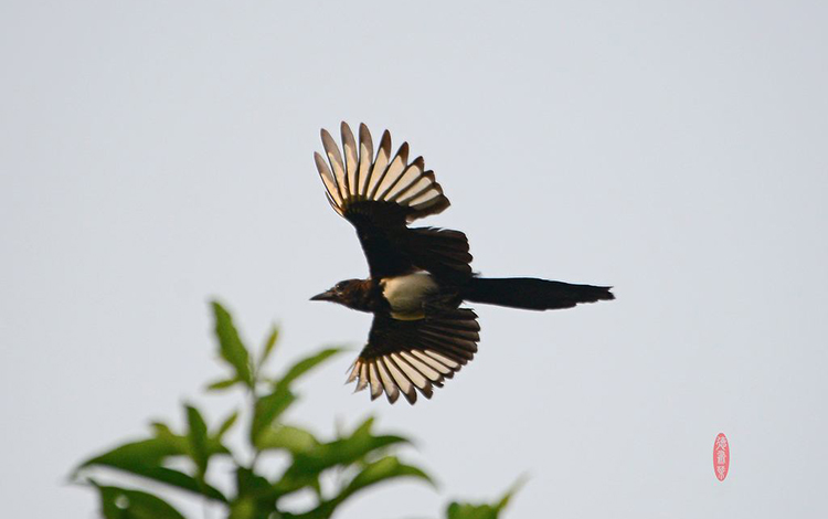 陰宅風水下葬喜鵲叫是好事嗎 不必過於擔心