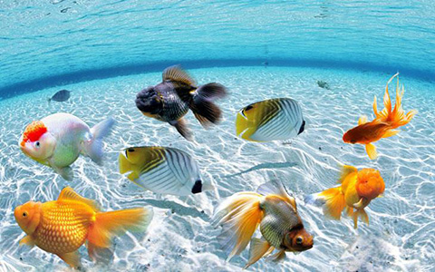 開門見什麼最吉利?風水大師最喜歡這麼布置