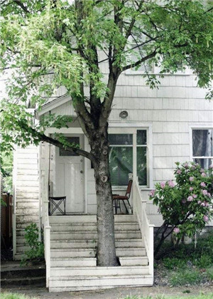 門前有樹的風水好不好?門前種樹有哪些禁忌呢?