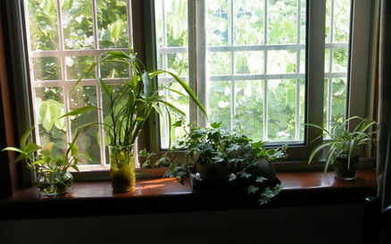 家中盆栽擺放的位置