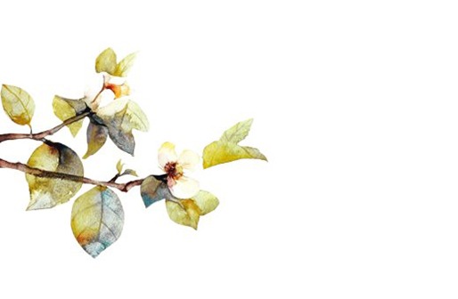 屬牛人什麼時間出生最好命,牛人不同時間出生的命運