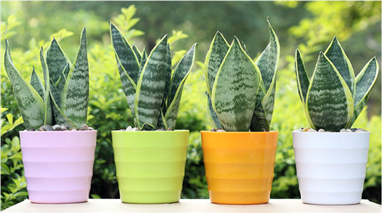 生財擋災的風水植物