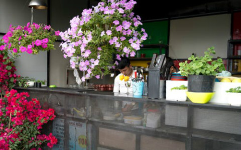 餐廳不同角落應該放置什麼植物?這些值得一試