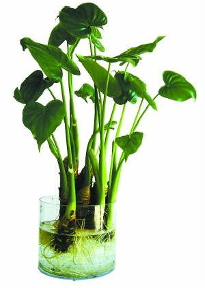 滴水觀音的風水作用,能幫助生旺桃花運