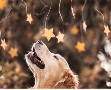 提升家庭運氣的五種方法