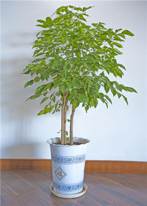 平安樹風水擺放三不要，這個方位謹記避開