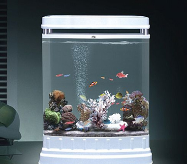 家居風水之養魚催財法