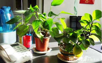 辦公室養花對風水好不好