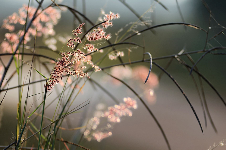 屬蛇的風水吉祥物 好運也需多幫助