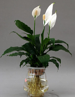 一帆風順的風水學意義