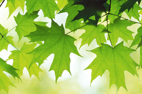 好運連連的植物擺放風水