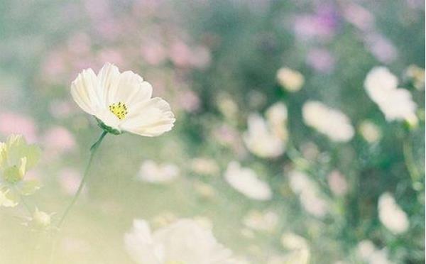 4月15日生日書 性格愛情財運分析
