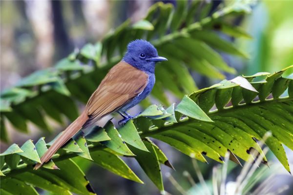 天堂鳥放客廳風水好嗎