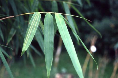 五招家居小風水，讓孩子學業有成