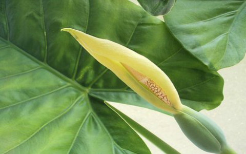 滴水觀音的風水作用,能幫助生旺桃花運