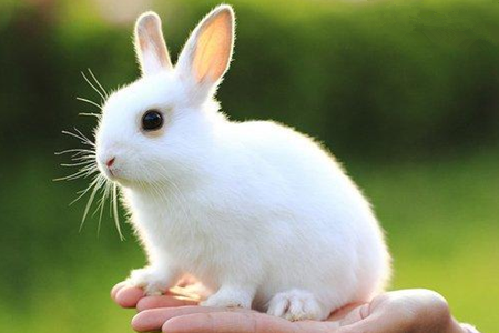 動物進門所帶來的風水