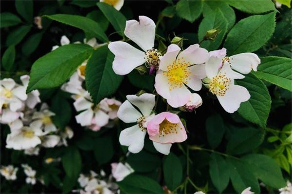 家裡種薔薇禁忌有哪些