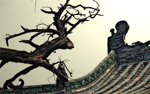 庭院有枯樹會導致家庭衰敗嗎？應該立即移除