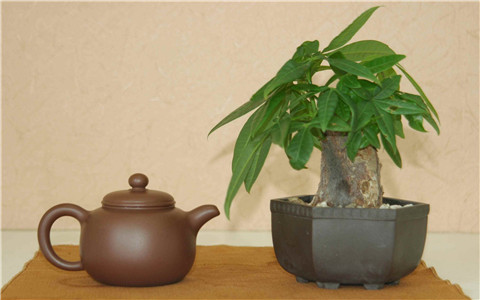 卧室放什麼植物最旺財？你選對了嗎？