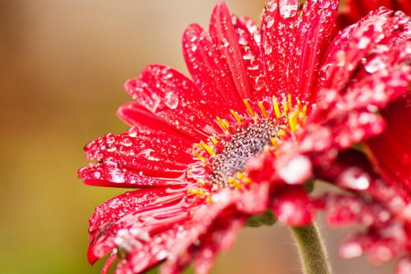 太陽花的花語代表什麼意思 陽光且熱情