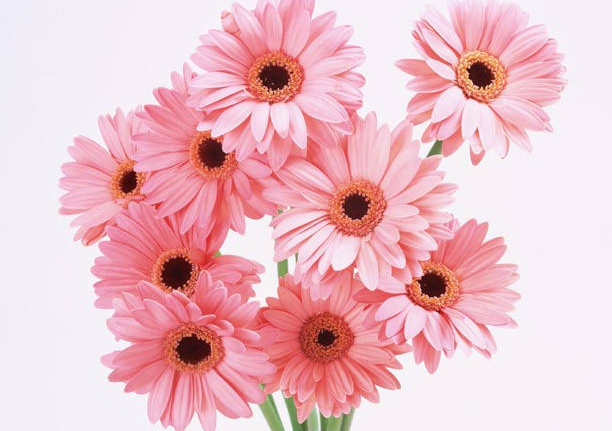 鮮花在家居風水中有啥作用 五行屬金選擇顏色與對應的方位風水有