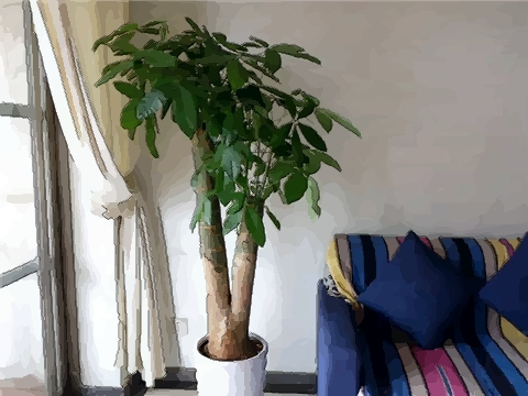 家居旺財風水32局：32種家居旺財風水植物哪些好用？