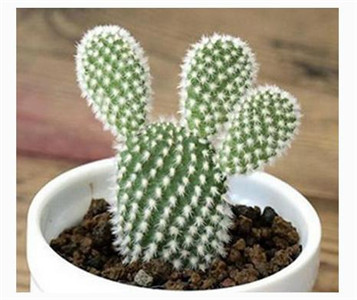 家裡擺放這樣東西會破財