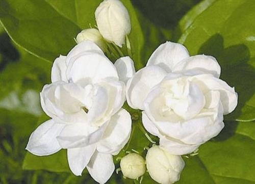 蘭花擺放在辦公室的風水好嗎?擺放蘭花需要注意些什麼?