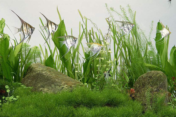 為什麼不能開門見魚缸 風水上的大禁忌