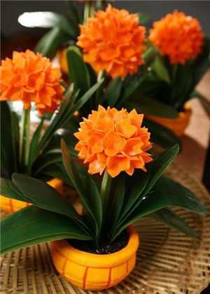 卧室放什麼植物最旺財？你選對了嗎？