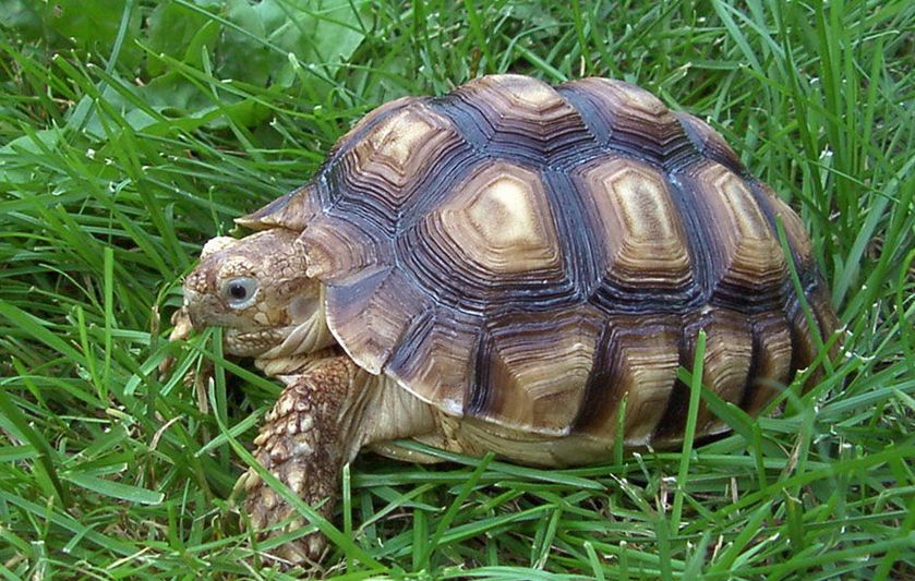 辦公室的風水龜應該如何擺放?風水布局講究什麼?