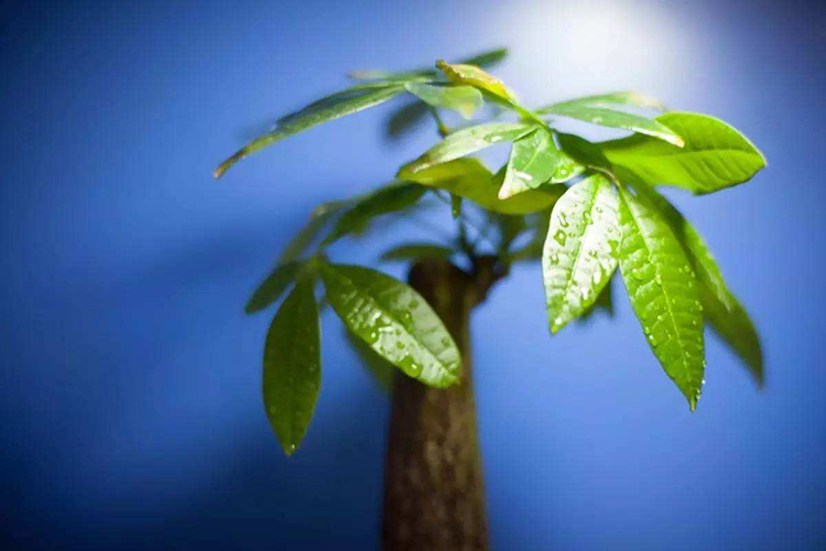 老闆辦公室擺什麼植物風水好 財源滾滾步步高升