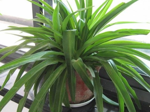 有利於提升工作運勢的綠植辦公室擺放