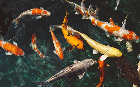 魚缸放在家裡的哪個位置比較好？3個方面要注意