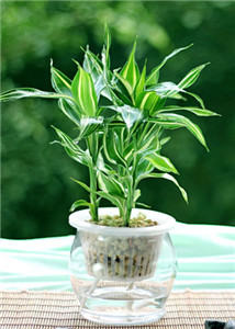 廚房擺放這三種花招財