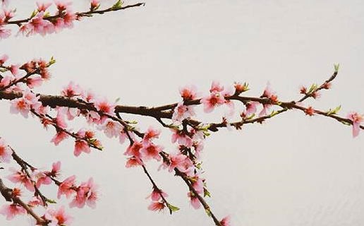 屬兔午時出生好不好 屬兔人的運勢好不好