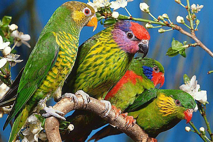 鸚鵡入宅的風水徵兆 家有喜事貴人相助