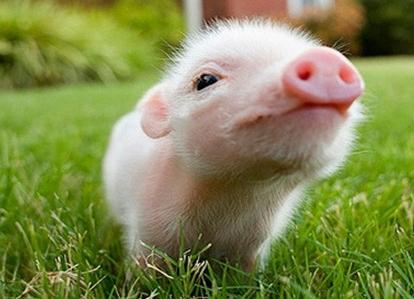 豬人辦公室風水