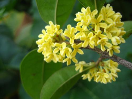 桂花風水