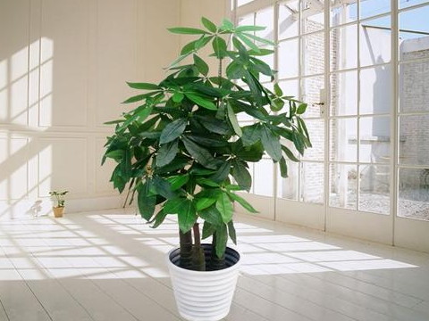 你知道財位上該擺放什麼不該擺放什麼嗎