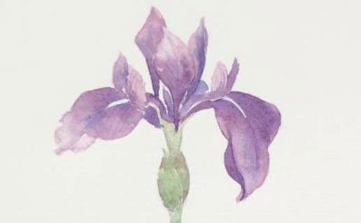 屬鼠的男孩子午時出生好不好 出生在鼠年的優缺點