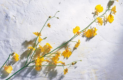 屬牛人幾點出生最好,生於子時的牛人一生幸福