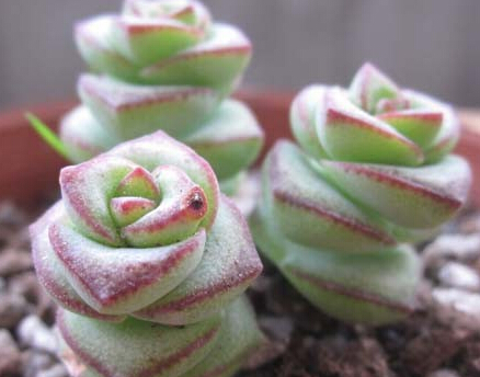 錢串子花的風水作用