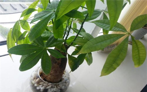 發財樹的擺放風水,這個地方不能放!