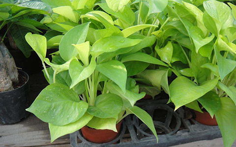 家裡種什麼樹風水好?這四種轉運樹了解一下!