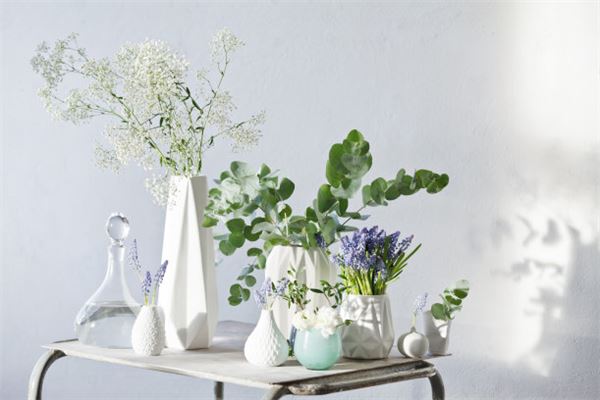 家中擺放什麼招財植物