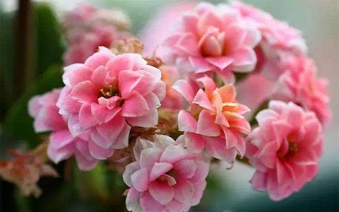 家裡養什麼花風水好，首選這幾款