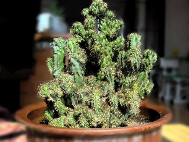 辦公室可以擺放仙人山嗎？怎樣的風水會影響我們的運勢？