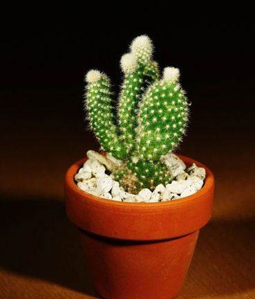 家庭植物擺放風水